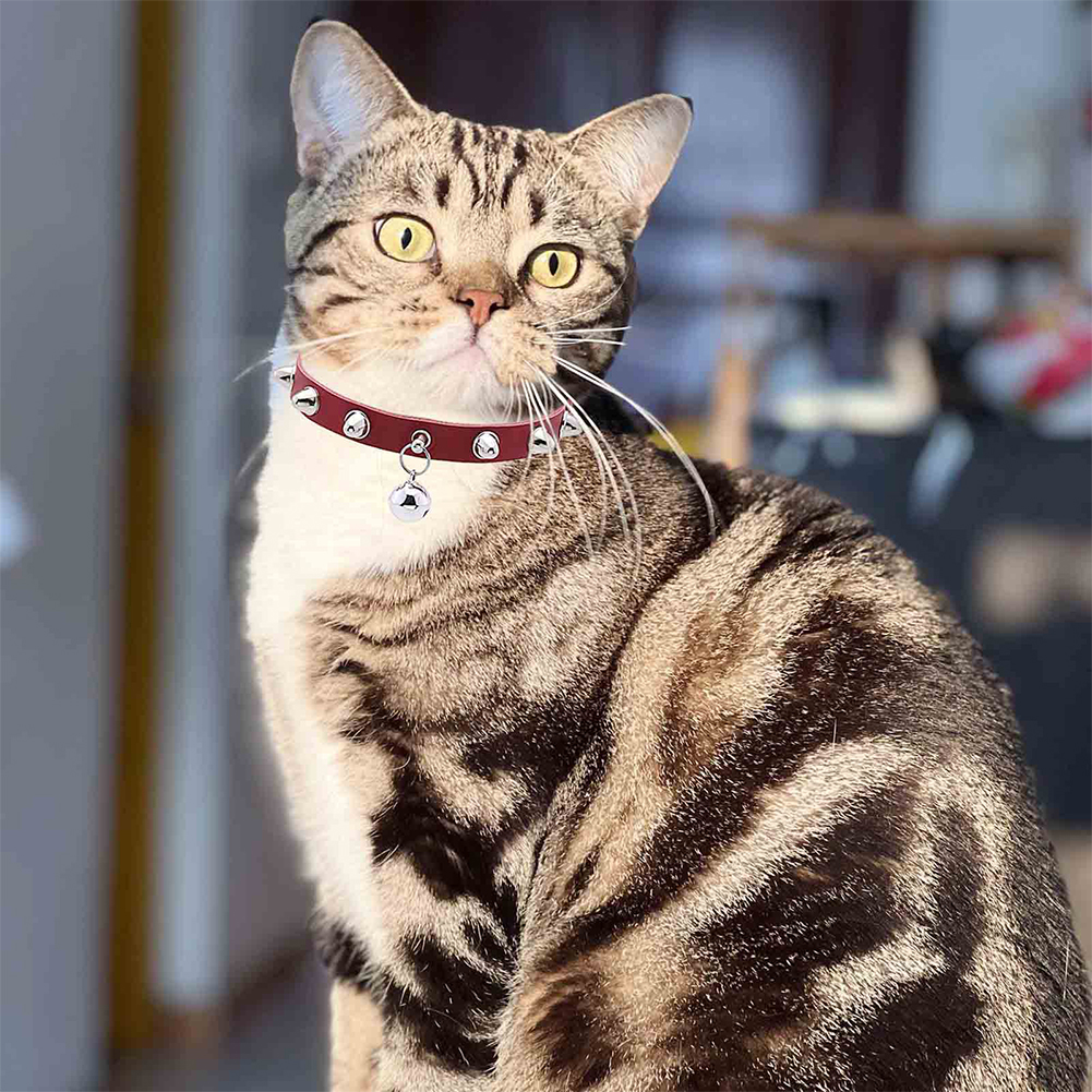 Leather Cat Collar With Bell D - D Ring Strap 评论和价格